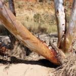 River Red Gum (Eucalyptus camaldulensis), Glen Helen Gorge NT