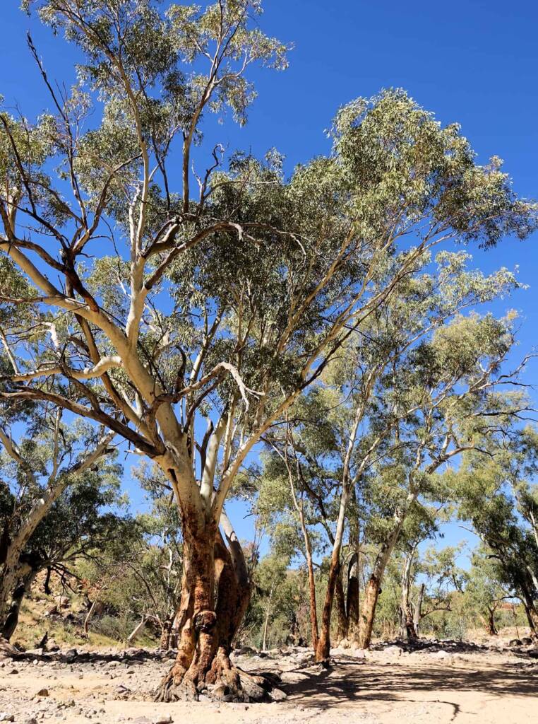 River Red Gum (Eucalyptus camaldulensis), Ormiston Gorge NT
