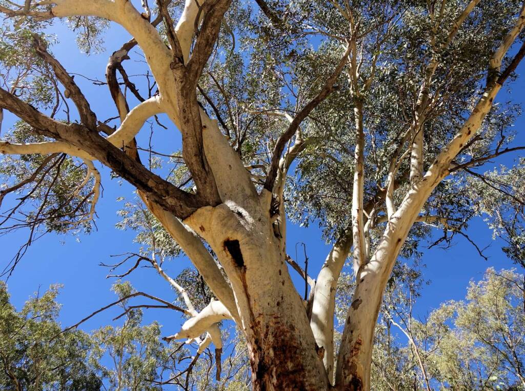 River Red Gum (Eucalyptus camaldulensis), Ormiston Gorge NT
