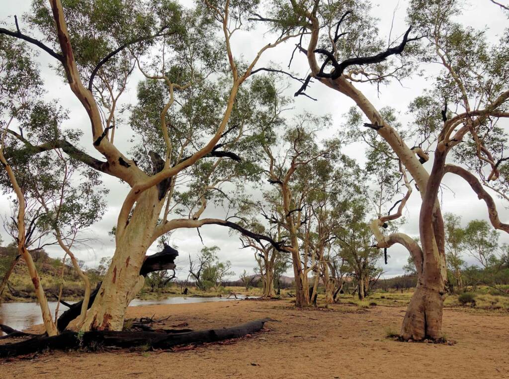 River Red Gum (Eucalyptus camaldulensis), Simpsons Gap NT
