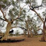 River Red Gum (Eucalyptus camaldulensis), Simpsons Gap NT