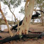 River Red Gum (Eucalyptus camaldulensis), Simpsons Gap NT
