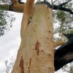 River Red Gum (Eucalyptus camaldulensis), Simpsons Gap NT