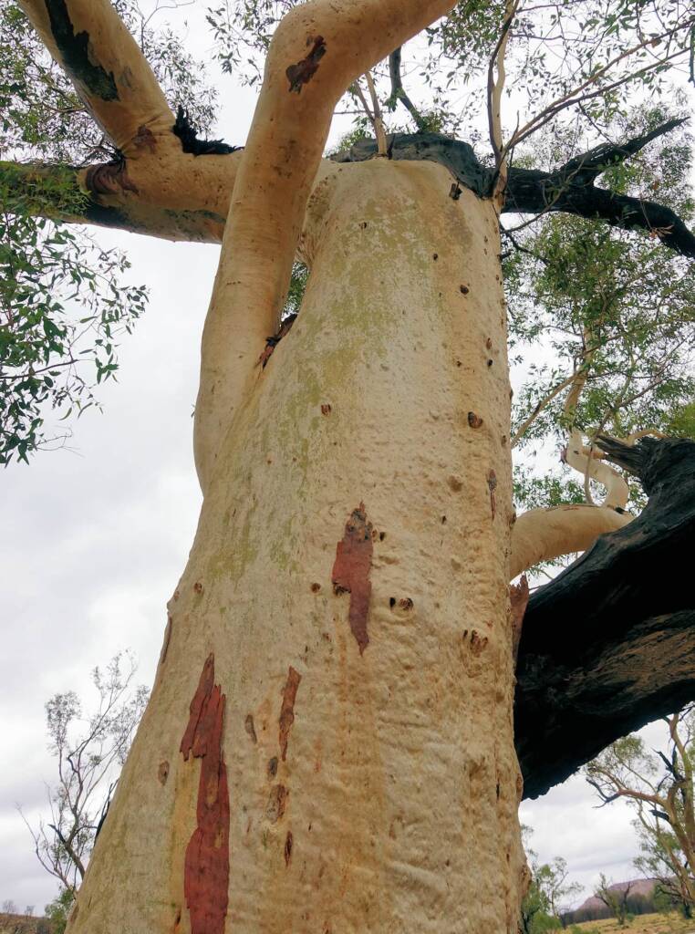 River Red Gum (Eucalyptus camaldulensis), Simpsons Gap NT