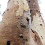 River Red Gum (Eucalyptus camaldulensis), Simpsons Gap NT