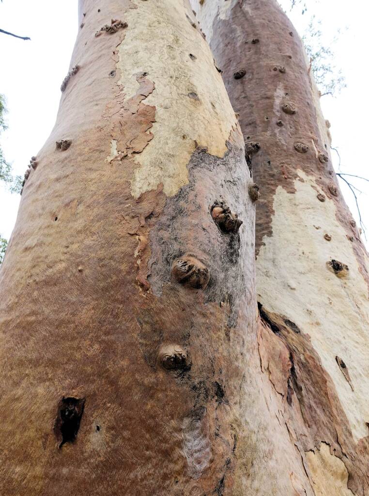 River Red Gum (Eucalyptus camaldulensis), Simpsons Gap NT