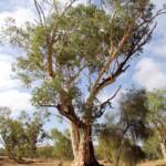 River Red Gum (Eucalyptus camaldulensis), Todd River, Alice Springs NT