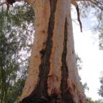 River Red Gum (Eucalyptus camaldulensis), Todd River, Alice Springs NT