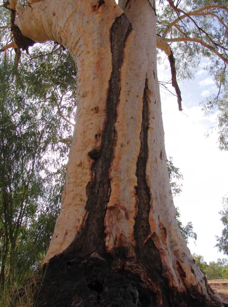River Red Gum (Eucalyptus camaldulensis), Todd River, Alice Springs NT