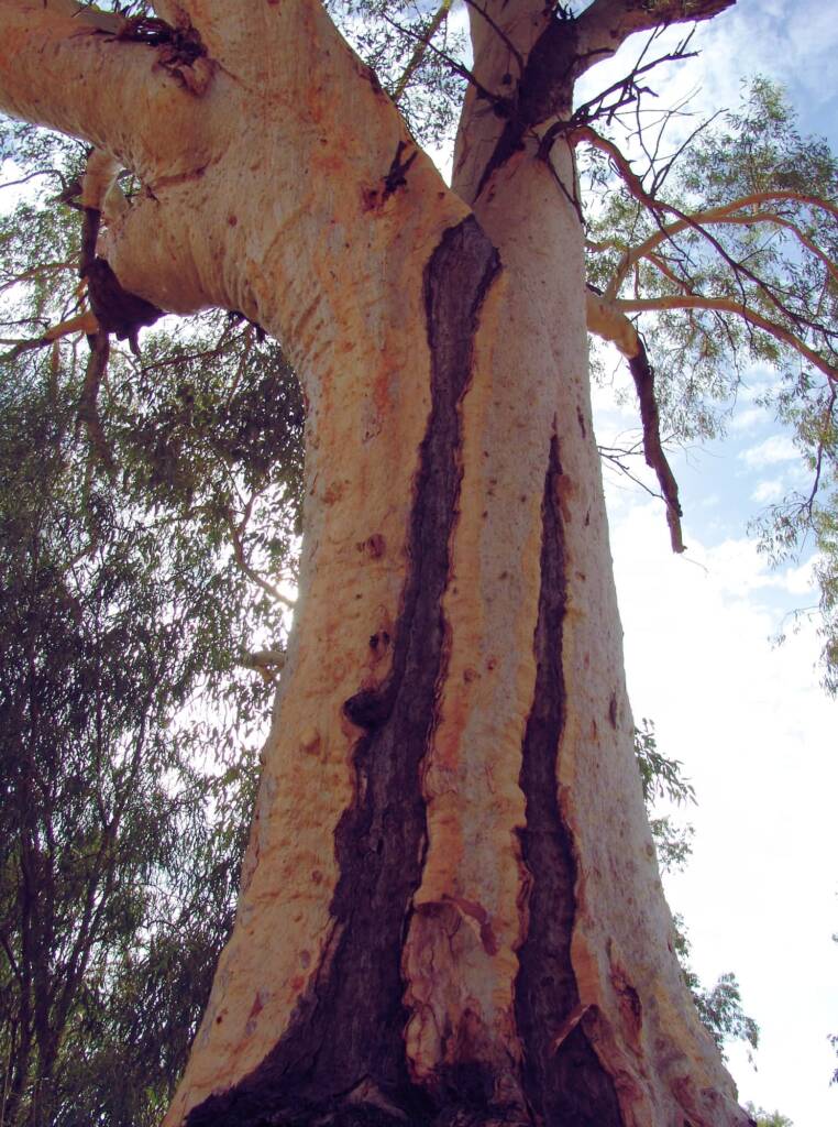 River Red Gum (Eucalyptus camaldulensis), Todd River, Alice Springs NT