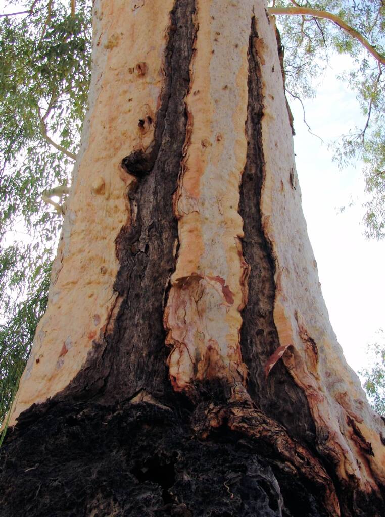 River Red Gum (Eucalyptus camaldulensis), Todd River, Alice Springs NT