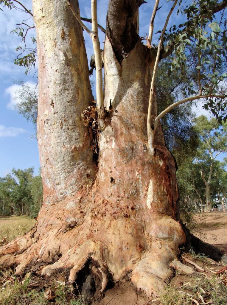 River Red Gum (Eucalyptus camaldulensis), Todd River, Alice Springs NT