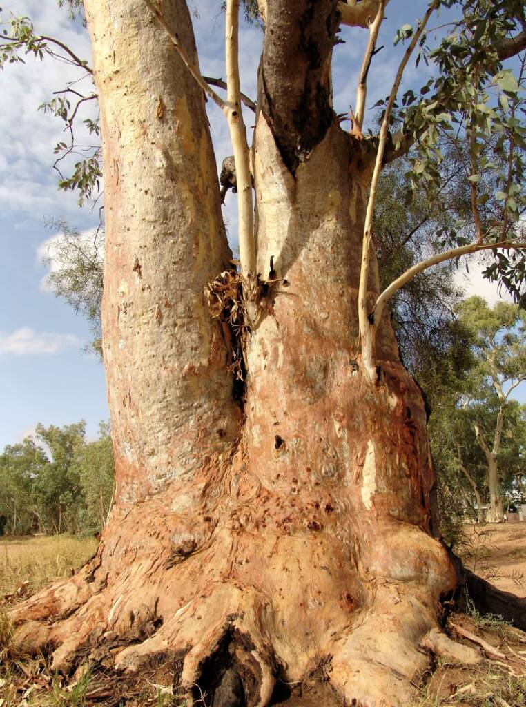 River Red Gum (Eucalyptus camaldulensis), Todd River, Alice Springs NT