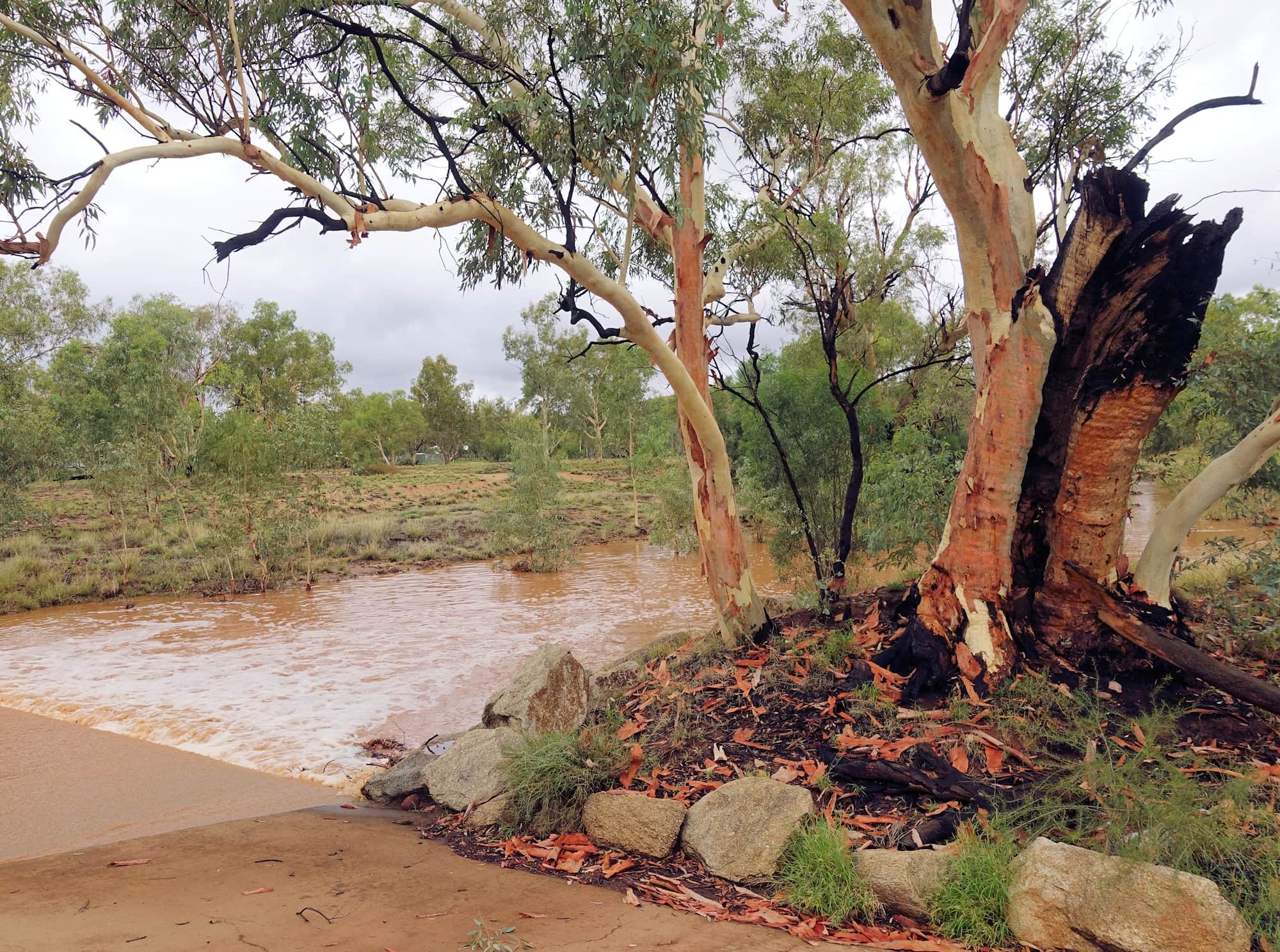 River Red Gum (Eucalyptus camaldulensis) along the Todd River (causeway at Undoolya Rd, Alice Springs NT