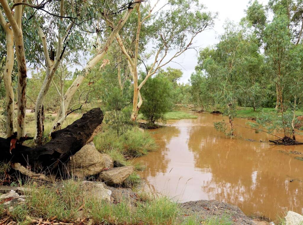 River Red Gum (Eucalyptus camaldulensis) looking south along the Todd River, Alice Springs NT