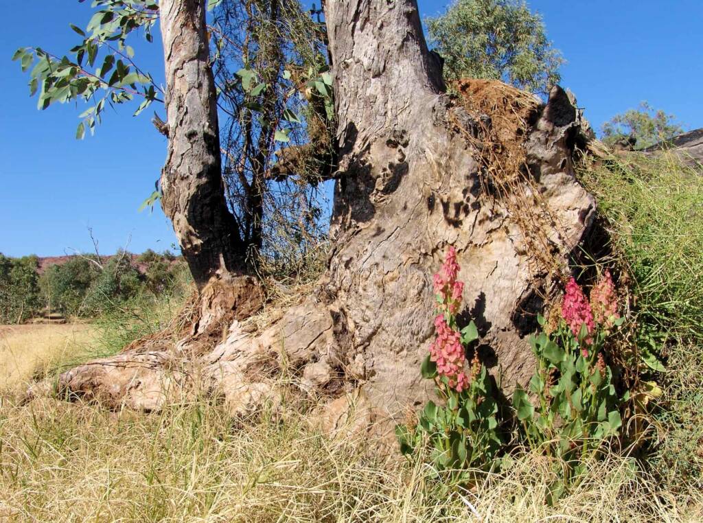 Rosy Dock (Rumex vesicarius), Alice Springs NT