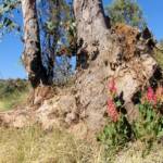 Rosy Dock (Rumex vesicarius), Alice Springs NT