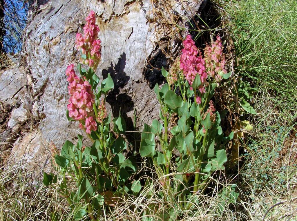 Rosy Dock (Rumex vesicarius), Alice Springs NT