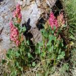 Rosy Dock (Rumex vesicarius), Alice Springs NT