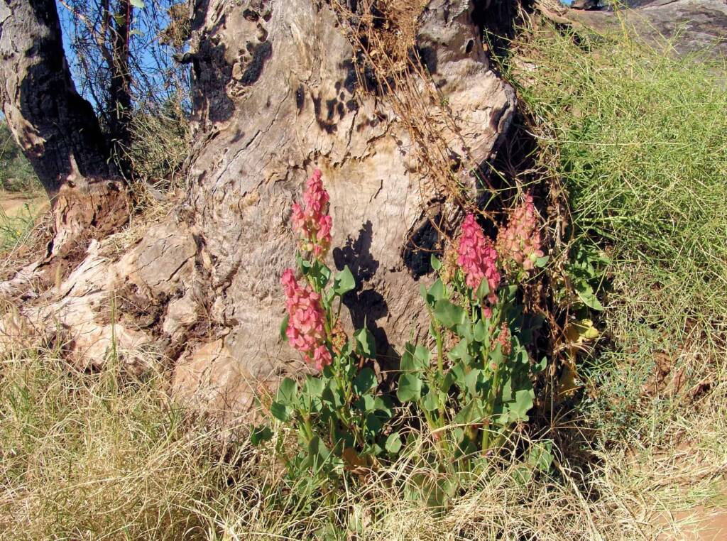 Rosy Dock (Rumex vesicarius), Alice Springs NT