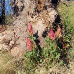 Rosy Dock (Rumex vesicarius), Alice Springs NT