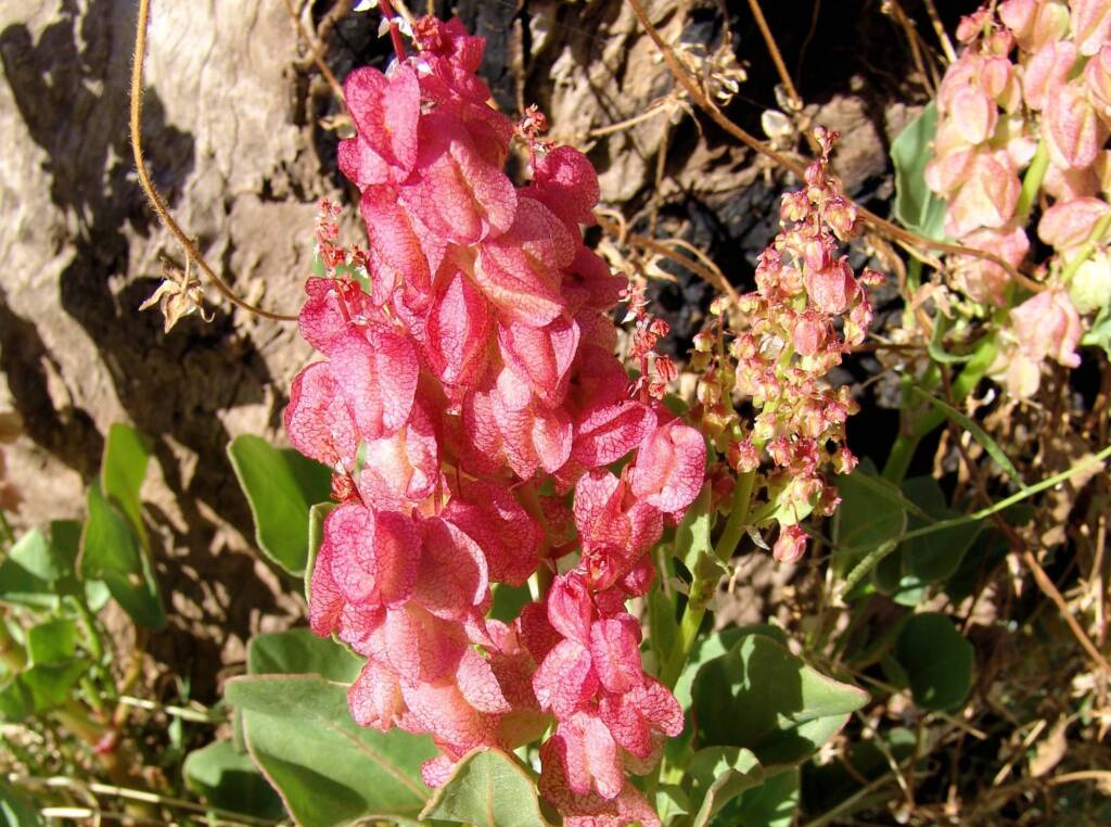 Rosy Dock (Rumex vesicarius), Alice Springs NT