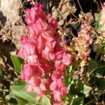 Rosy Dock (Rumex vesicarius), Alice Springs NT