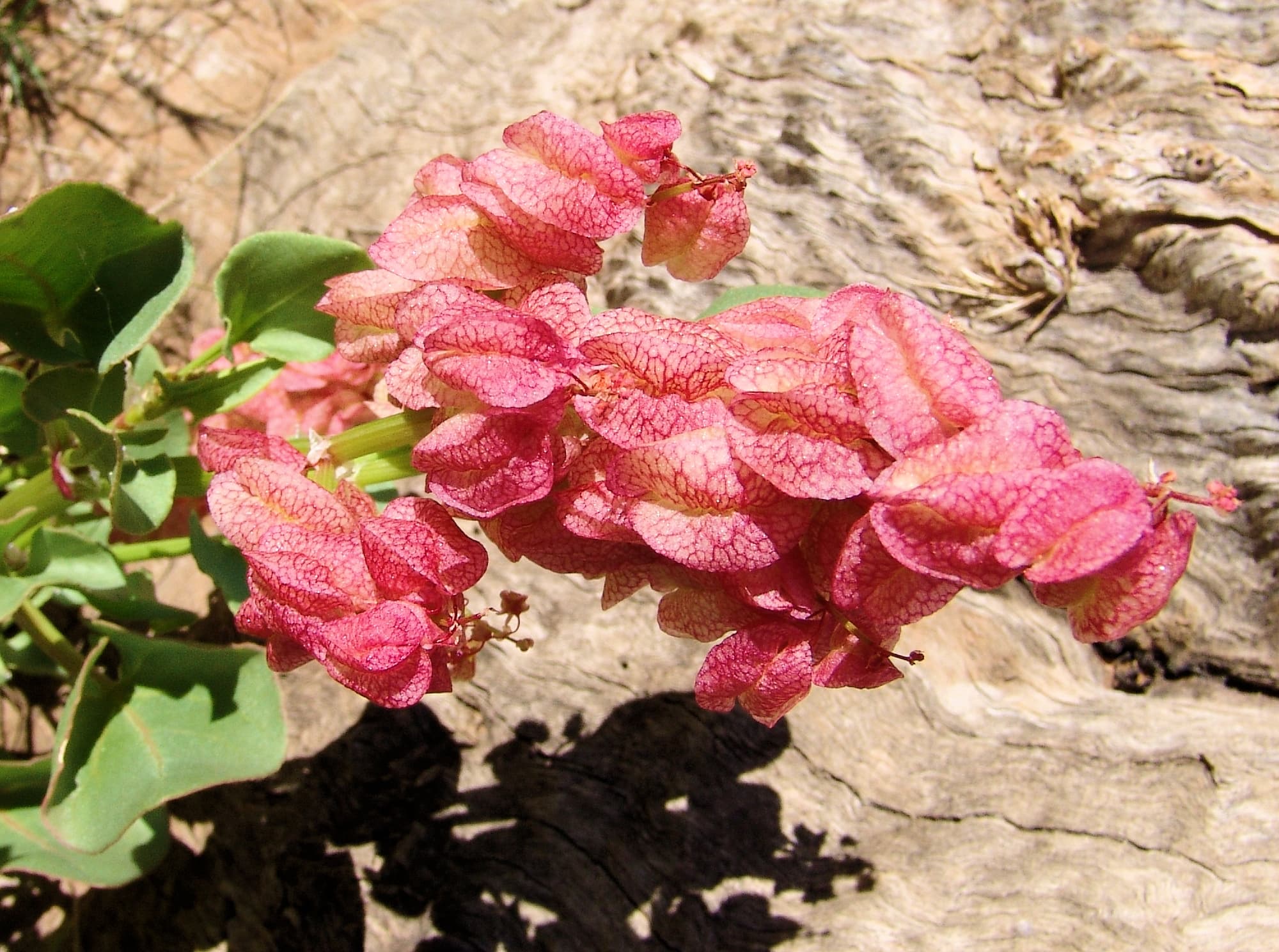 Rosy Dock (Rumex vesicarius), Alice Springs NT