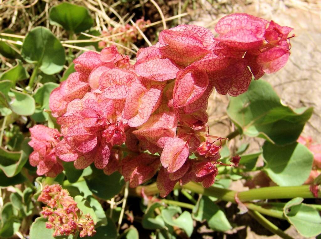 Rosy Dock (Rumex vesicarius), Alice Springs NT