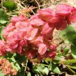 Rosy Dock (Rumex vesicarius), Alice Springs NT