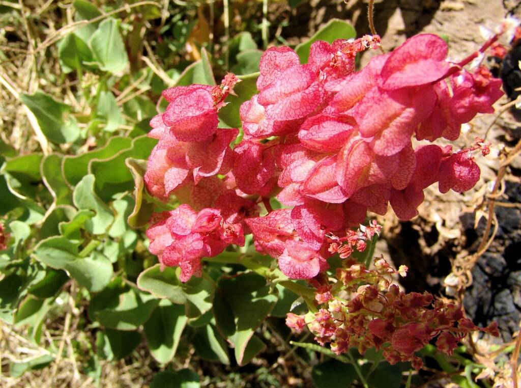 Rosy Dock (Rumex vesicarius), Alice Springs NT