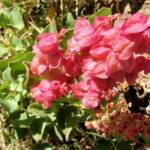 Rosy Dock (Rumex vesicarius), Alice Springs NT