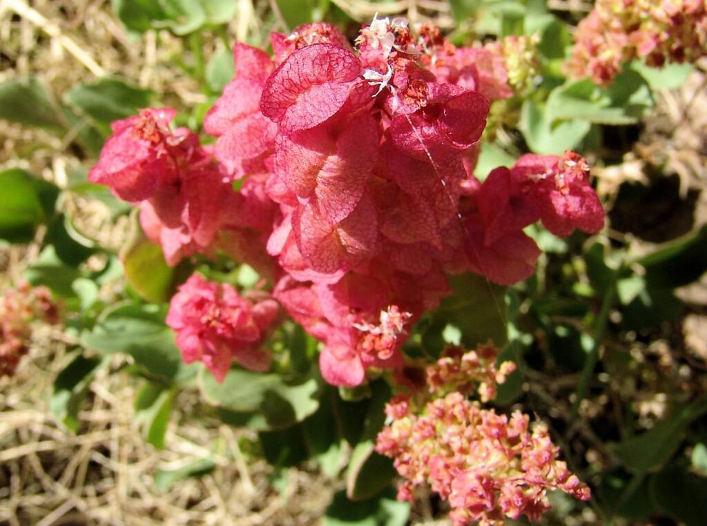 Rosy Dock (Rumex vesicarius), Alice Springs NT