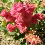 Rosy Dock (Rumex vesicarius), Alice Springs NT