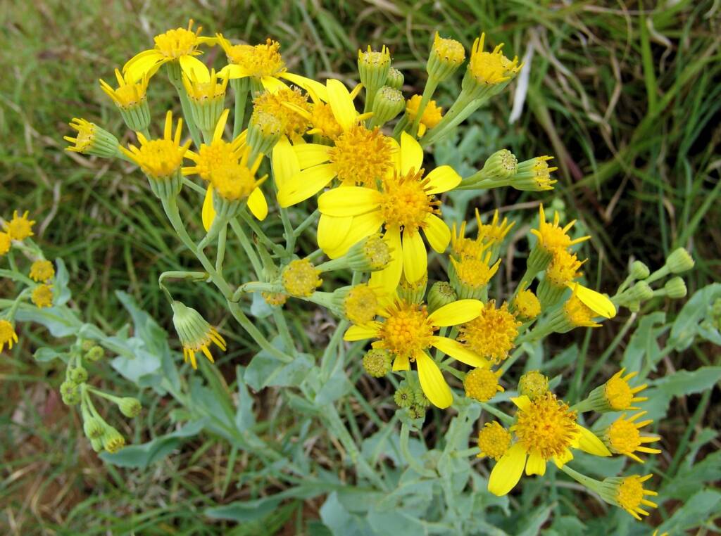 Perennial Yellow Top (Senecio magnificus), Alice Springs NT