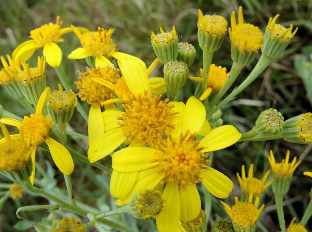 Perennial Yellow Top (Senecio magnificus), Alice Springs NT