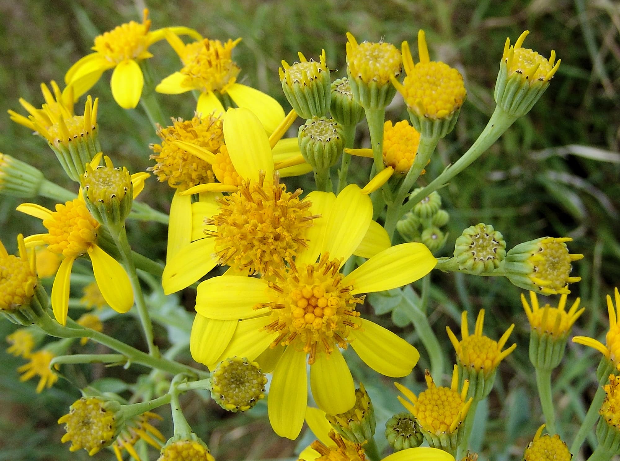 Perennial Yellow Top (Senecio magnificus), Alice Springs NT