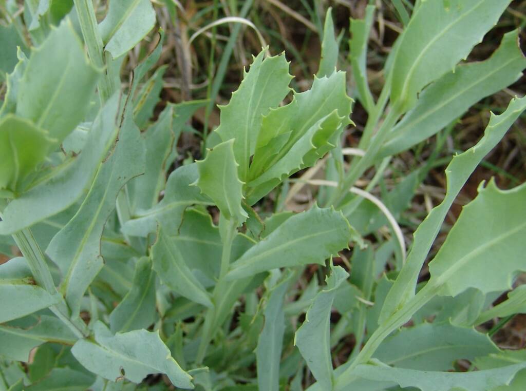 Perennial Yellow Top (Senecio magnificus), Alice Springs NT