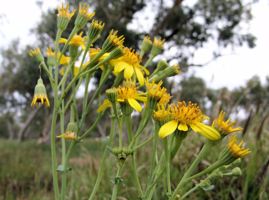 Perennial Yellow Top (Senecio magnificus), Alice Springs NT