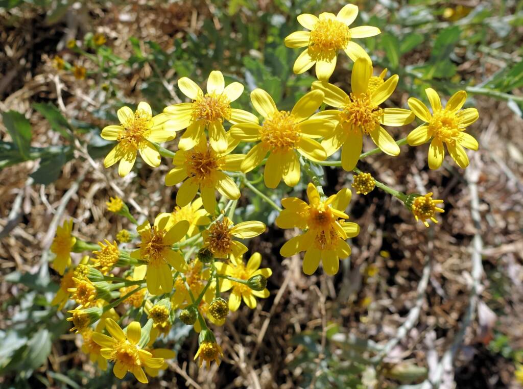 Perennial Yellow Top (Senecio magnificus), Alice Springs NT
