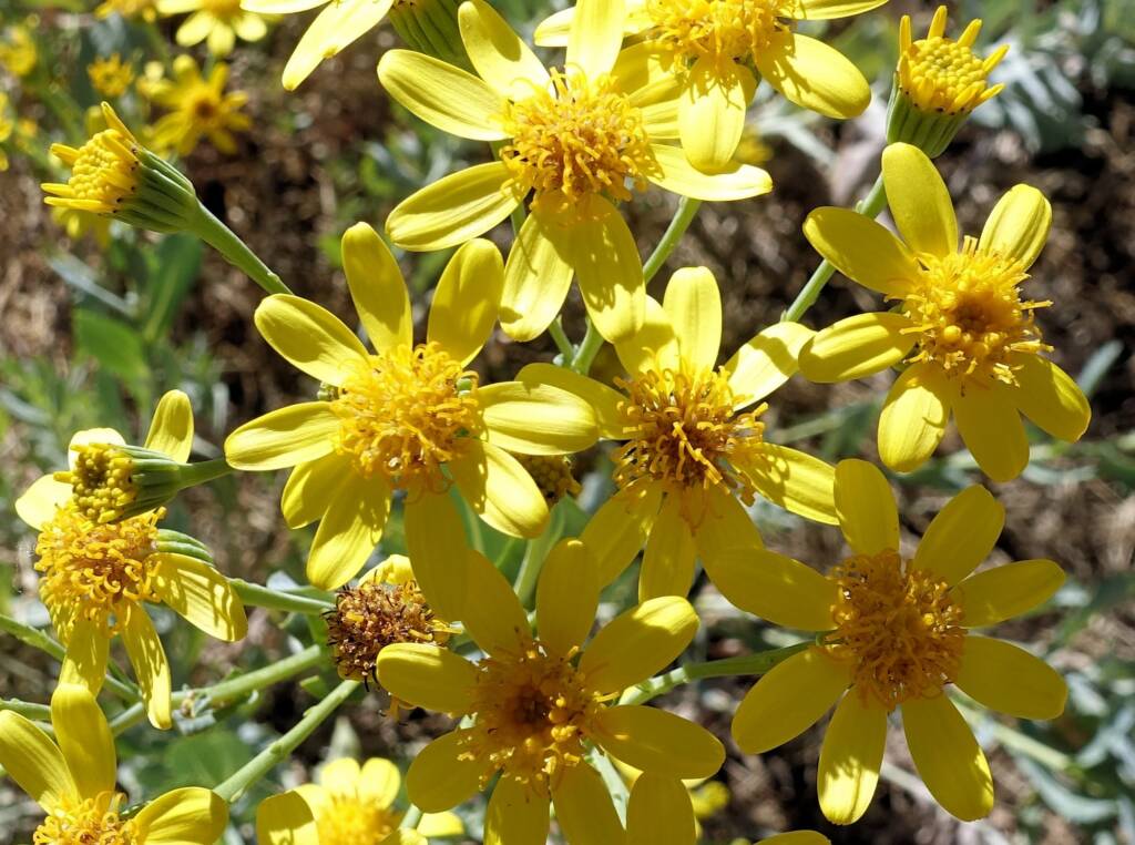 Perennial Yellow Top (Senecio magnificus), Alice Springs NT