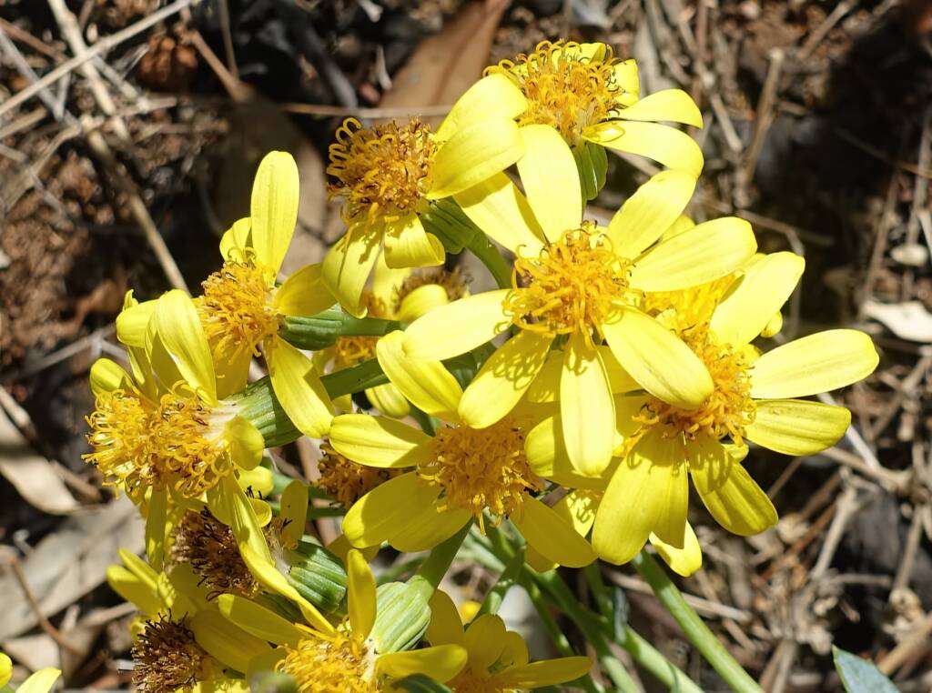 Perennial Yellow Top (Senecio magnificus), Alice Springs NT