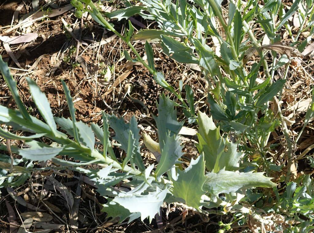 Perennial Yellow Top (Senecio magnificus), Alice Springs NT