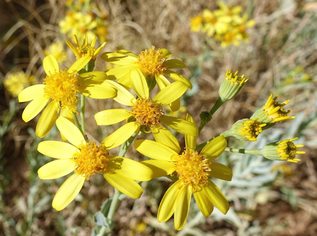 Perennial Yellow Top (Senecio magnificus), Alice Springs NT