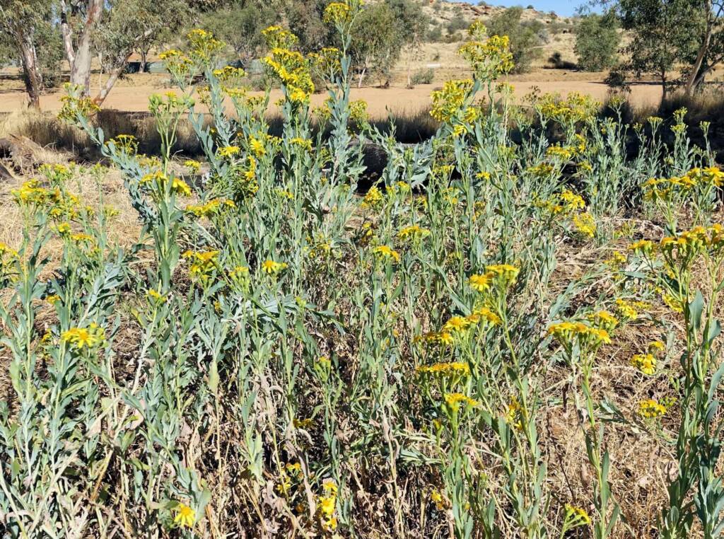 Perennial Yellow Top (Senecio magnificus), Alice Springs NT