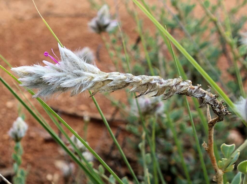 Shrubby Fox-tail (Ptilotus whitei), Olive Pink Botanic Garden NT