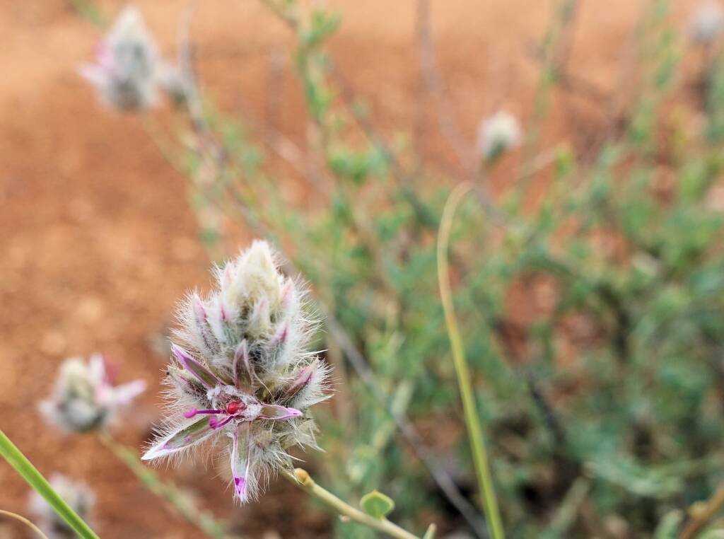 Shrubby Fox-tail (Ptilotus whitei), Olive Pink Botanic Garden NT