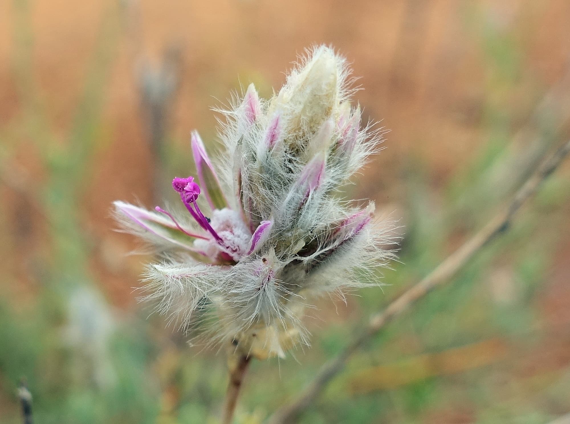 Shrubby Fox-tail (Ptilotus whitei), Olive Pink Botanic Garden NT