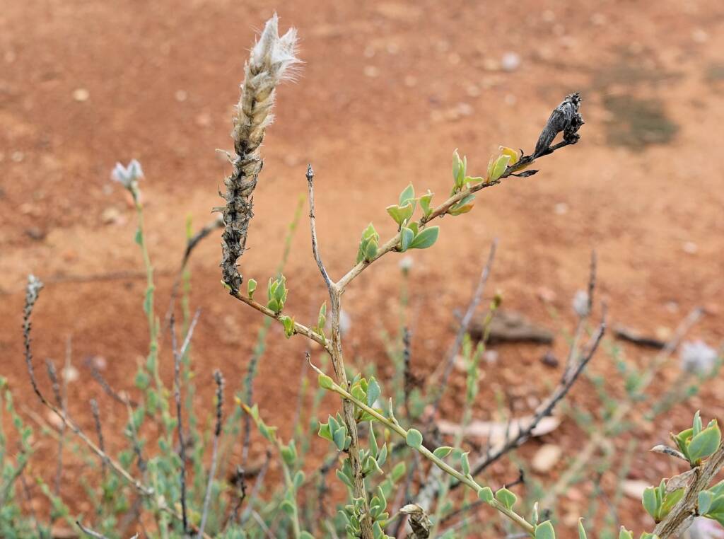 Shrubby Fox-tail (Ptilotus whitei), Olive Pink Botanic Garden NT