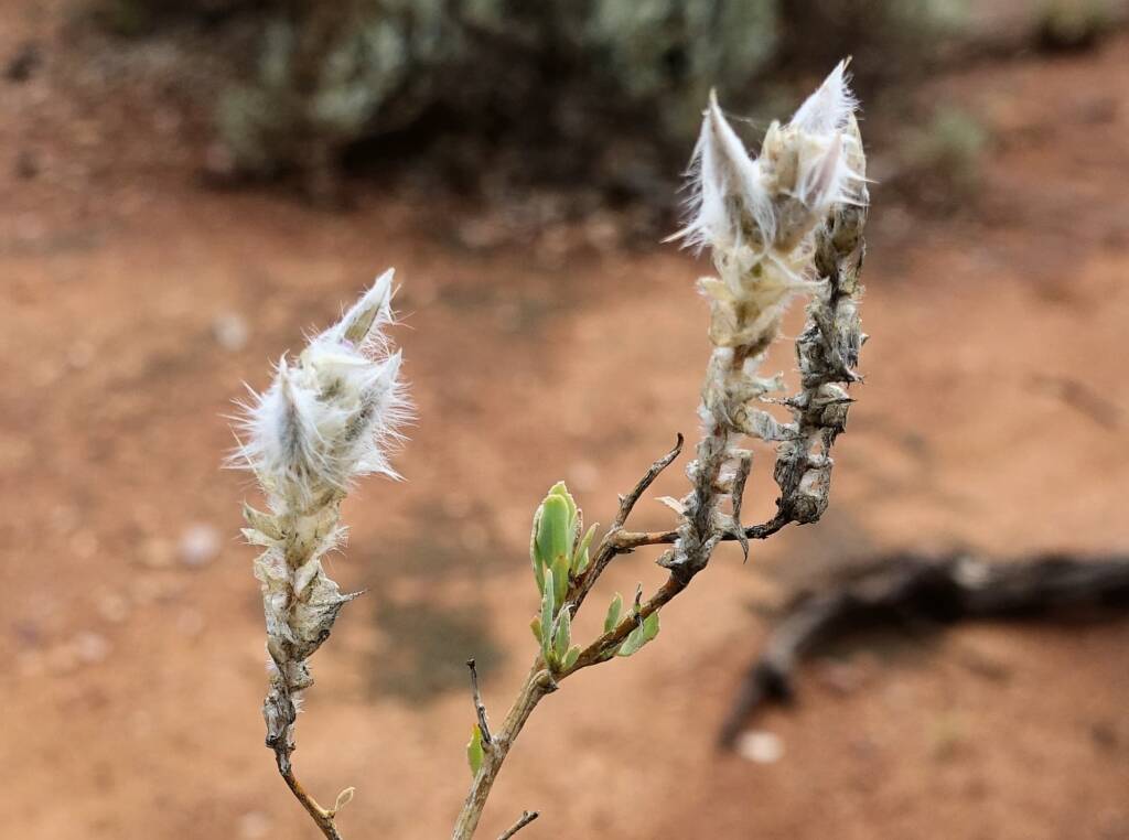 Shrubby Fox-tail (Ptilotus whitei), Olive Pink Botanic Garden NT